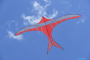 Bird - Drachenschmiede Oberschwaben