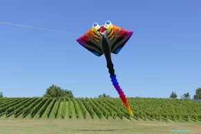 Manta Midi von Andreas Fischbacher