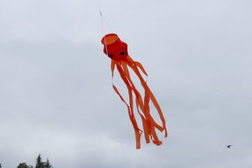 Mini-Octopus