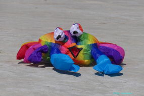 Krabbe bunt