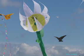 Blume